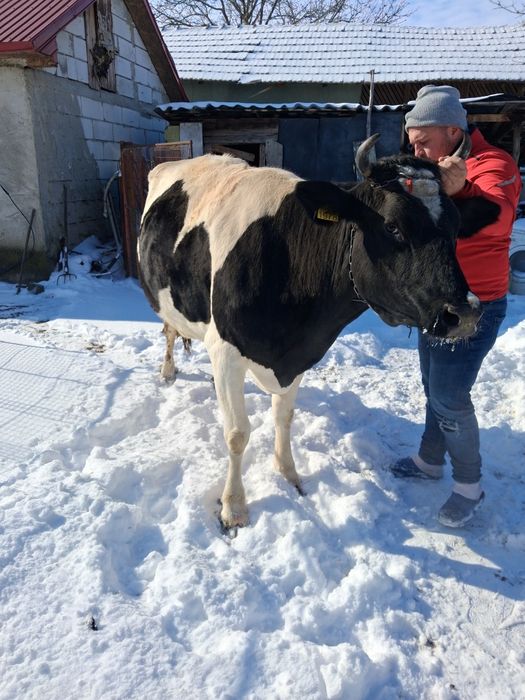 VACĂ holstein tânără