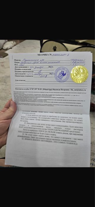 Продам котенка Британец