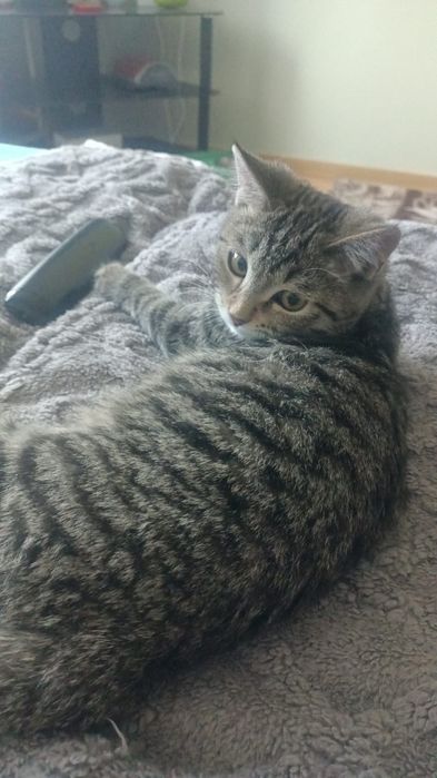 Котёнок девочка в ответственные руки