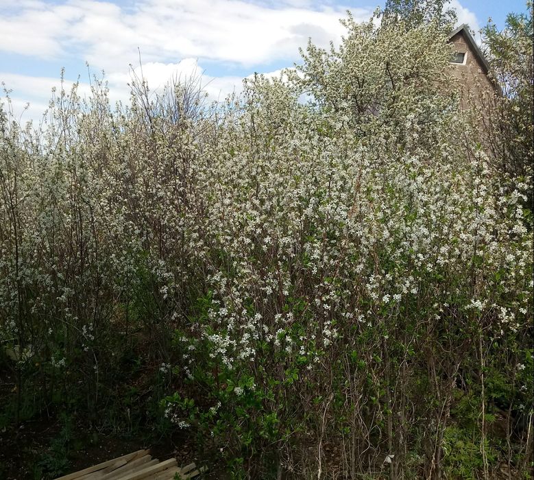 Продам дачу по Зерендинской трассе