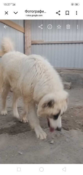 Собака Чистокровный тобет