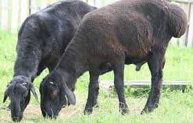 xisor quylari eng saralangani