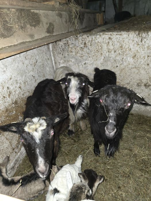 3 Capre fatate cu iedute!