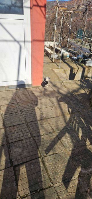 Подаряват се малки, сладки кученца, които са родени на 21 ноември.