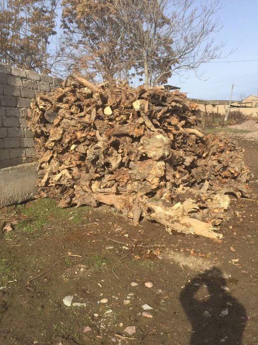 Sotiladi! Olma kochati o'tini