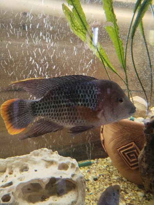 Акара берюзовая большая продам