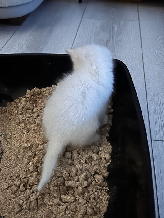 Британский котенок