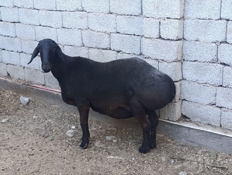 Ona qoy sotiladi