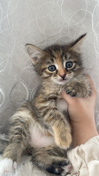 Отдам котят в хорошие руки