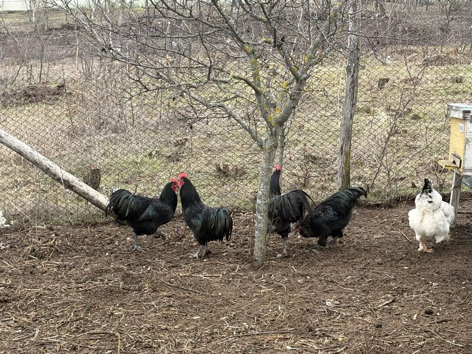 Familie gaini australorp
