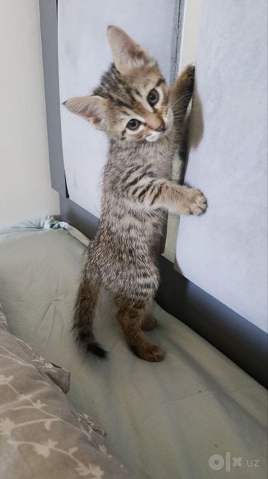 Милые котята, 1,5 месяца. Сами кушают, ходят в лоток. 
Бесплатно