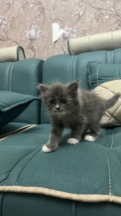 Продаются котята скоттиш страйт
