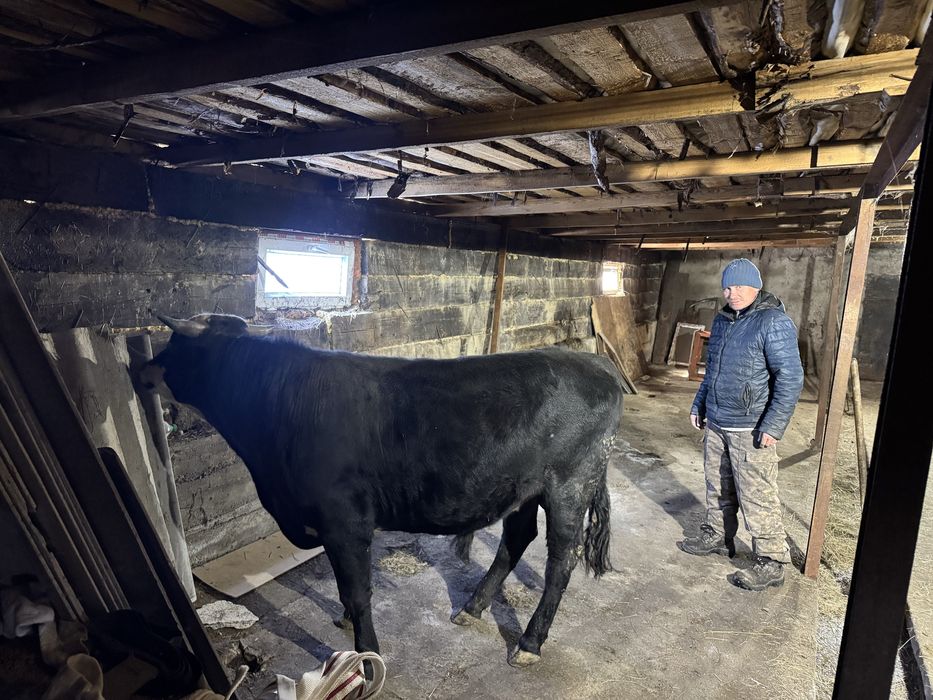 7 быков молодые племенные