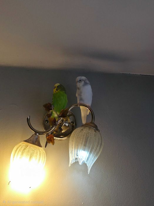 Donez 2 peruși cu colivie