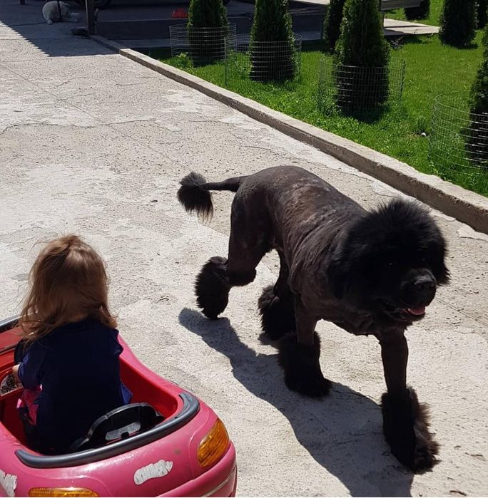 Груминг с выездом на дом.