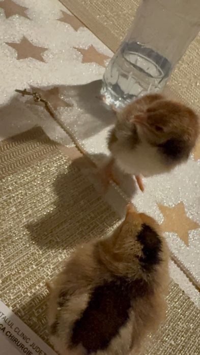 Pui de găina australop și Wyandotte