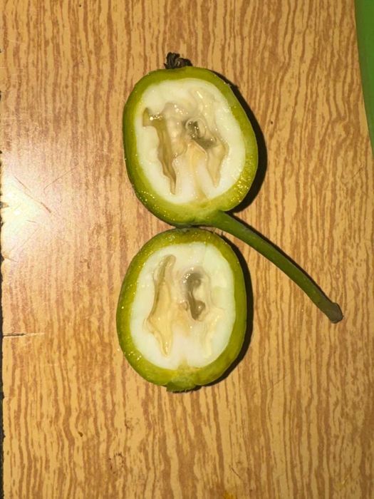 Зеленый грецкий орех