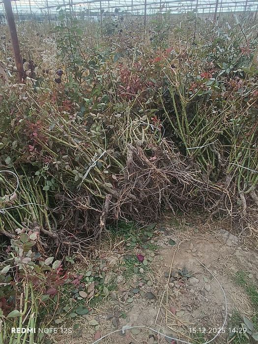 Atir gul kochat bor qibrayda