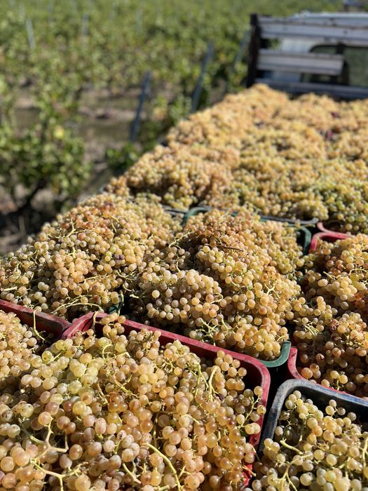 Struguri de vin PRODUCATOR