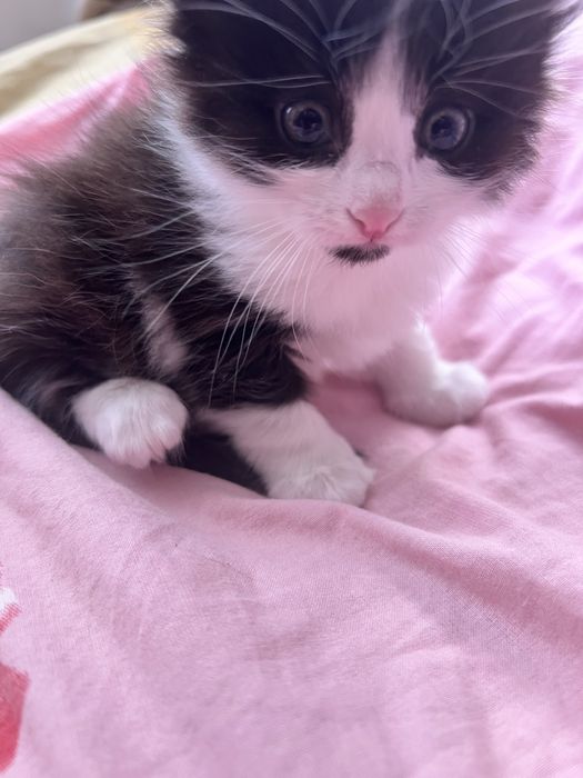 Дарю котят приученные к лотку