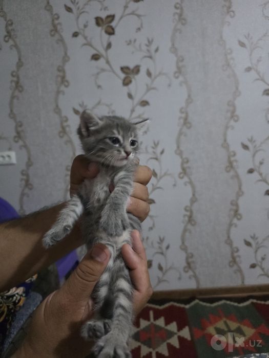 Отдам котят в добрые руки