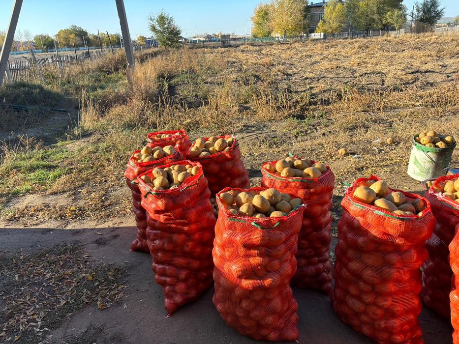 Домашняя картошка