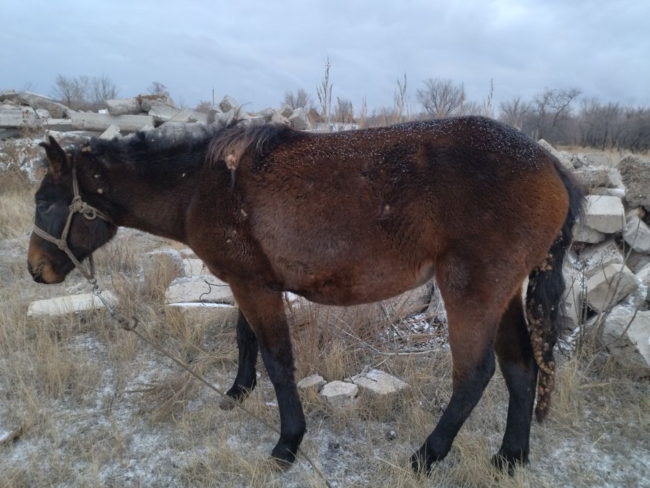 Дом в аренду для рабочих