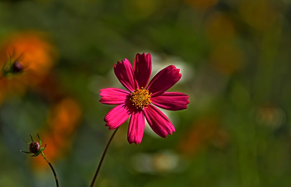 Canon 7D +Obiectiv
