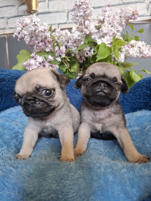 Продаю  щенков  мопсят