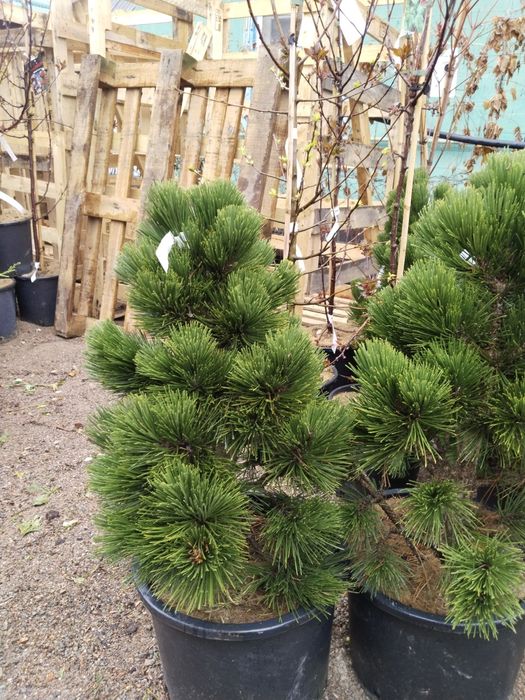 Продам хвойные саженцы