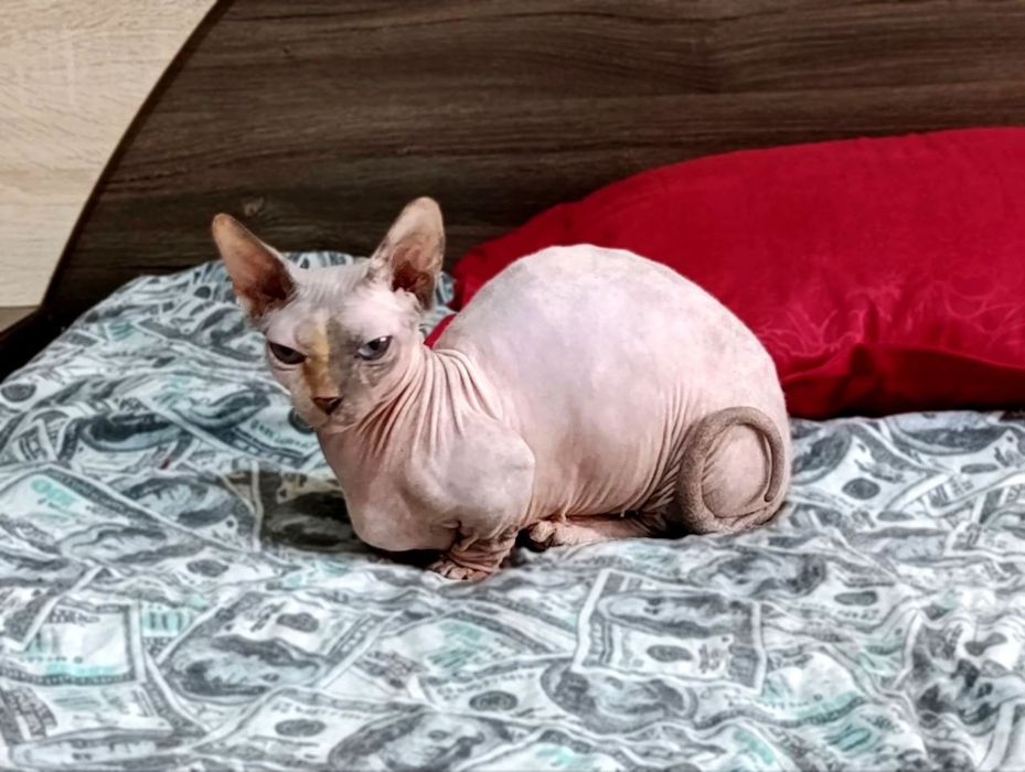 Продаётся очаровательная кошечка породы бамбино