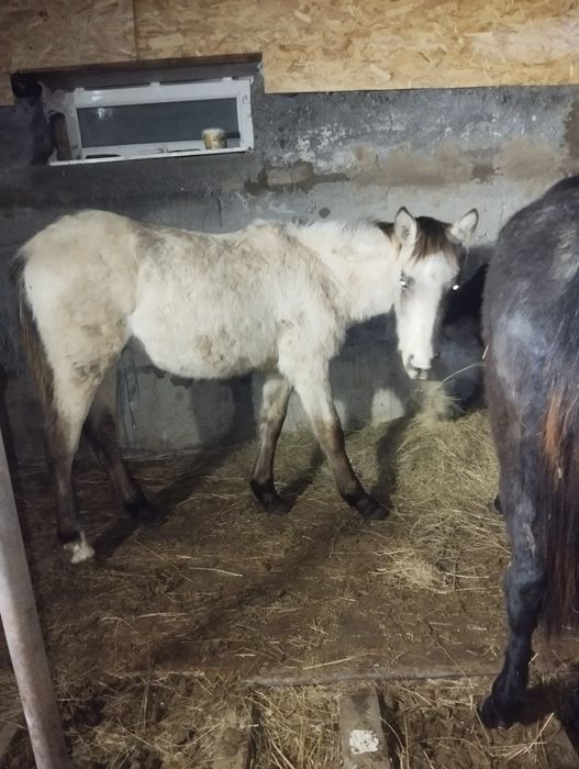 Продам жабага хороший