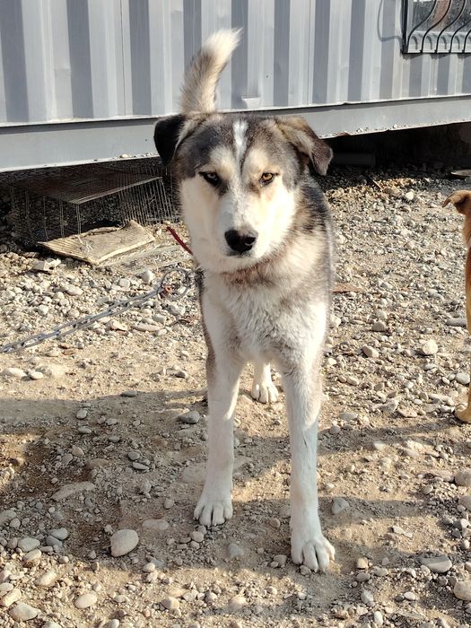 Мальчик, 1,5 года,