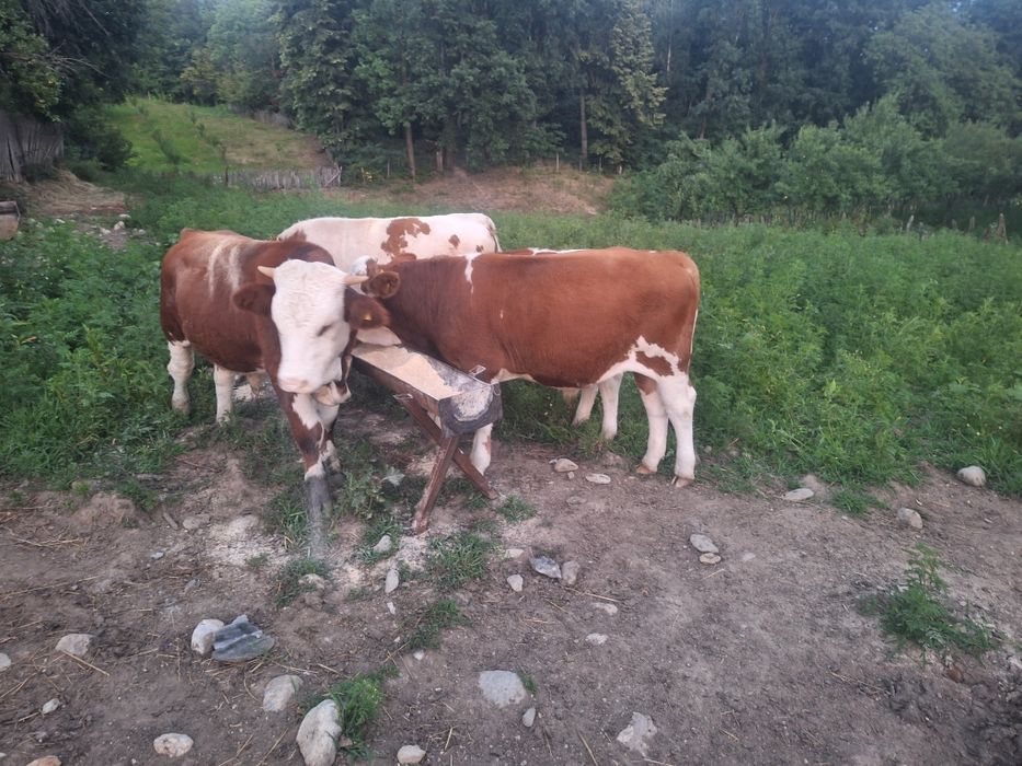 Tauri baltati romanesti