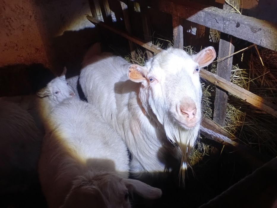 Теке, Козёл Зааненской породы