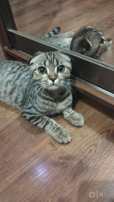 Продам котика. Очень ласковый.