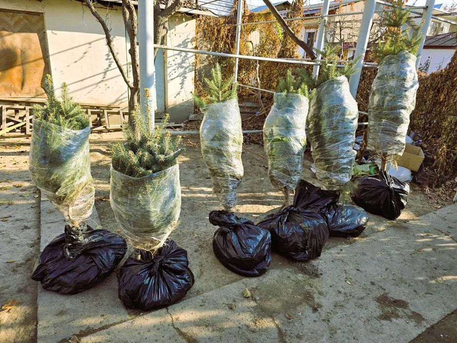 Голубая ель арча с приятным ароматом хвои, ел шикарная