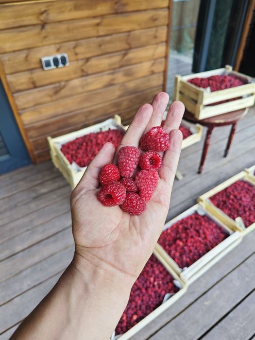 Саженцы малины маравилла