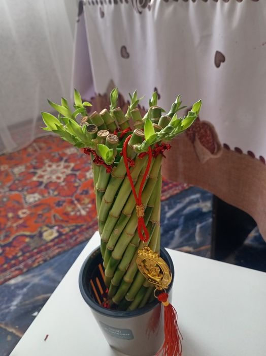 Продам комнатный растения