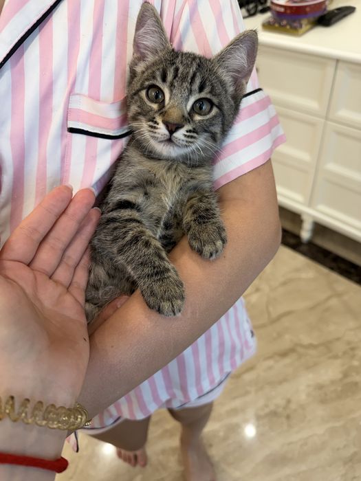 Девон рекс-сфинкс