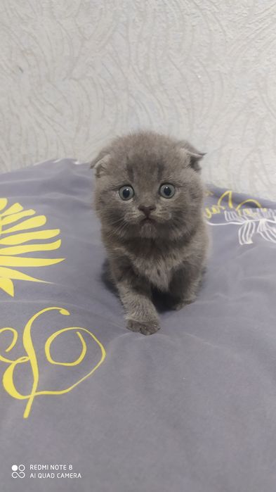 Шотландские Вислоухие котята Фолд