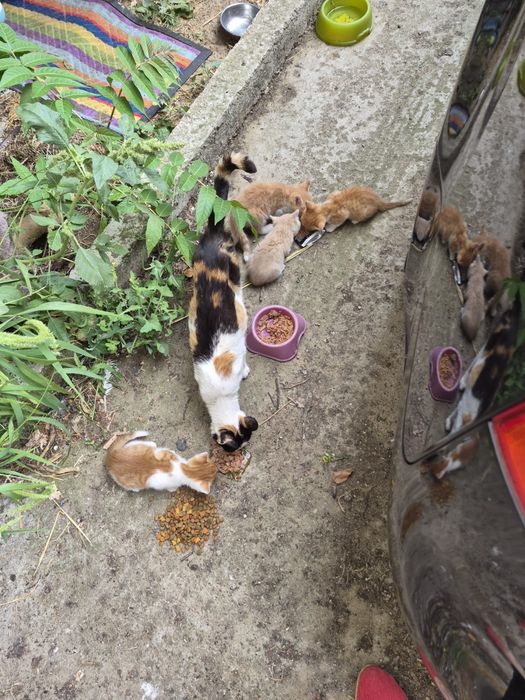 Pisicute spre adoptie