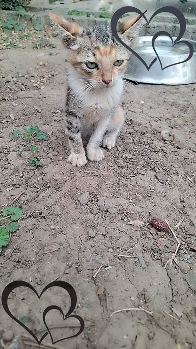 Pisicuți spre adoptie