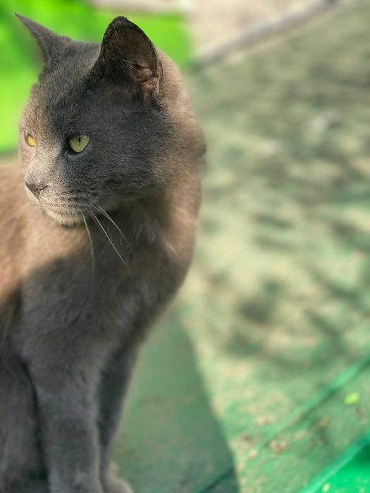 Ищем любящую семью котику