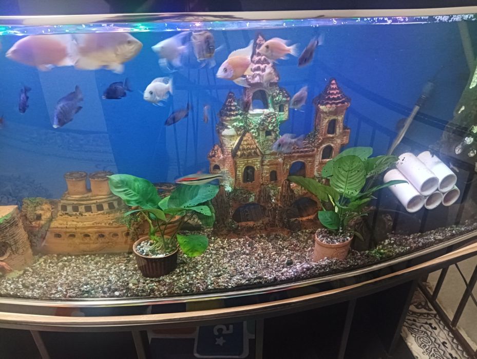 Анубис гигантский