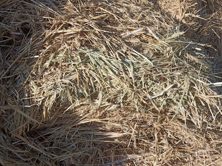 Продам сено ( Суданка )