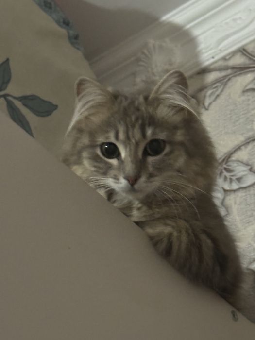 мысық 1 жас жане