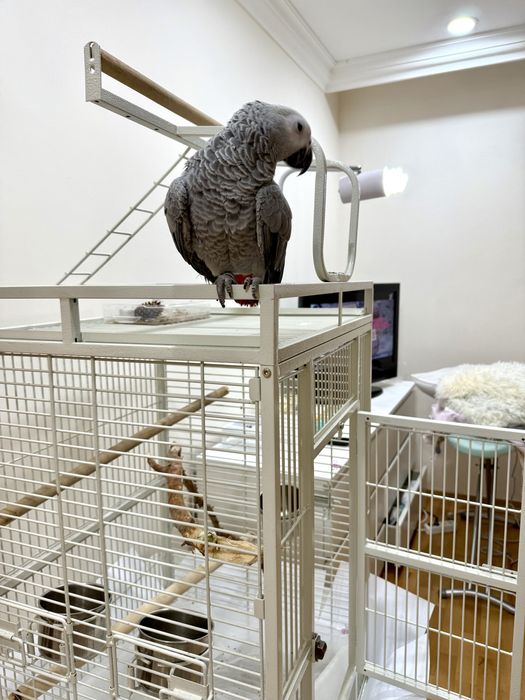 Продам попугая Жако