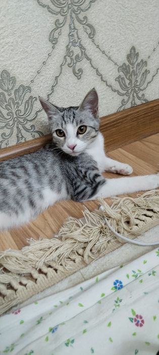 Мушук Киз бола совга киламан