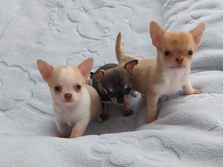 Продавам мини чихуахуа